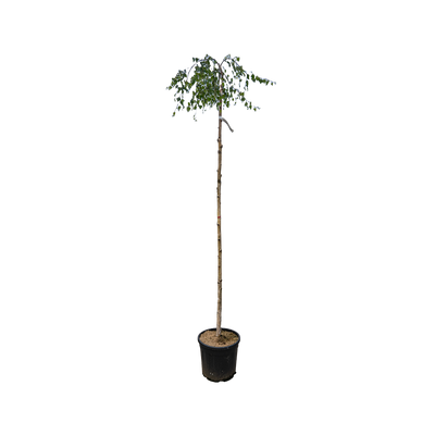 Prieelberk | Betula pendula 'Youngii'