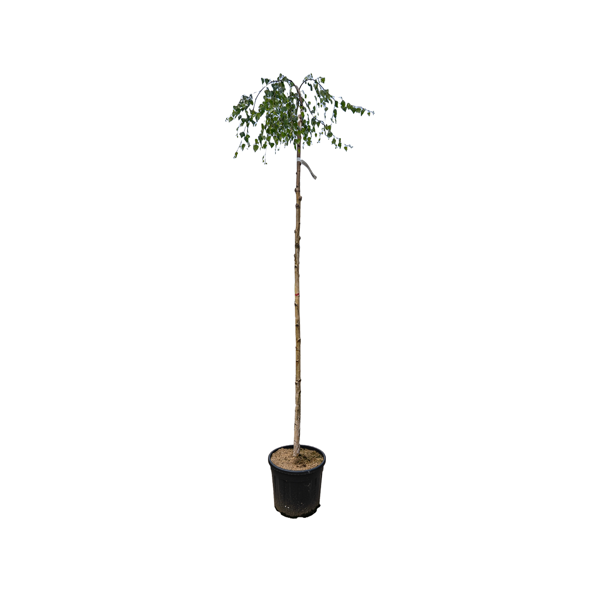 Prieelberk | Betula pendula 'Youngii'