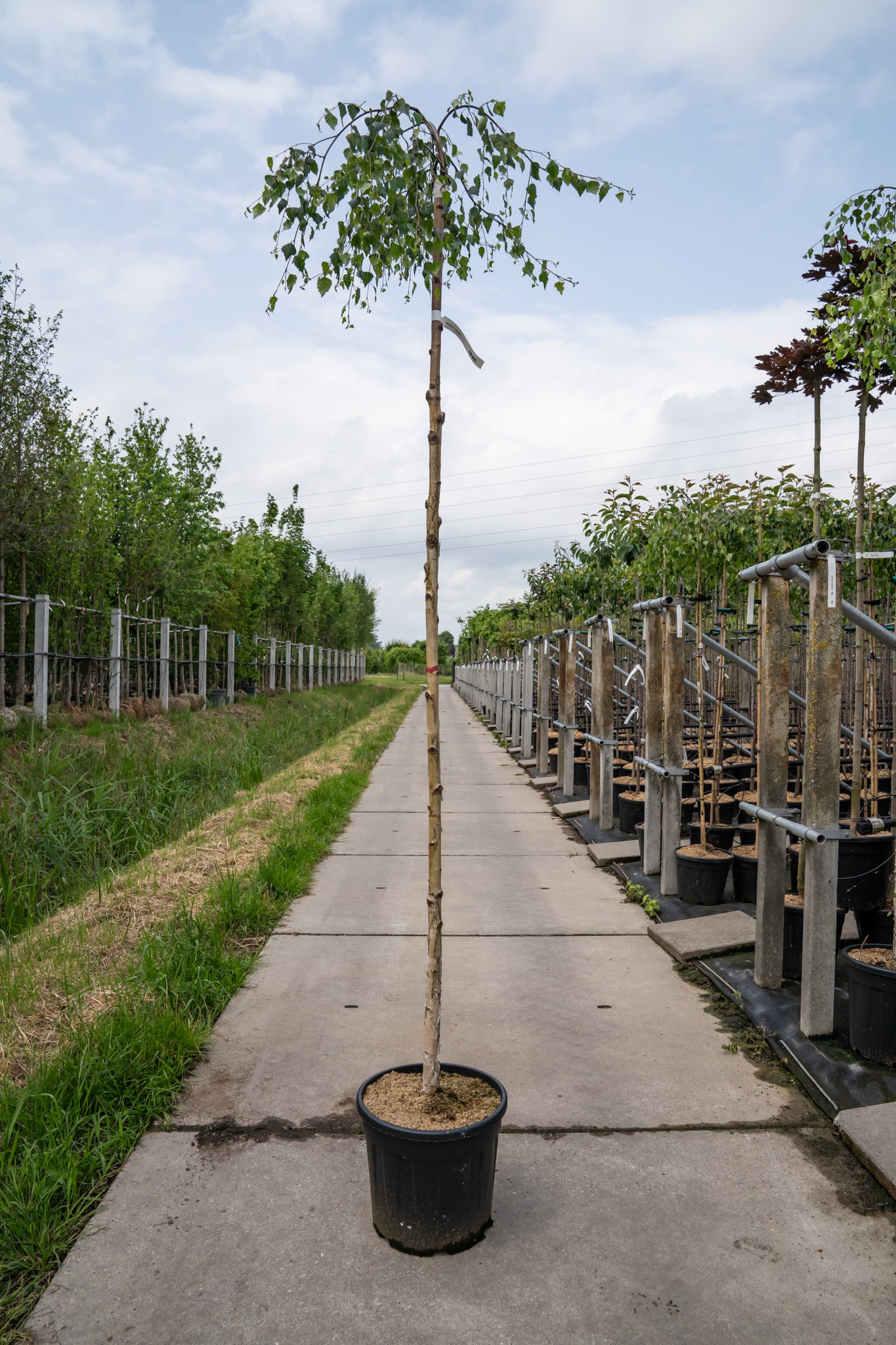 Prieelberk | Betula pendula 'Youngii'