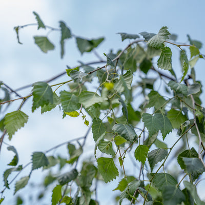 Prieelberk | Betula pendula 'Youngii'