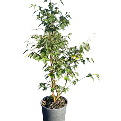 Betula pendula 'Laciniata' | Berk