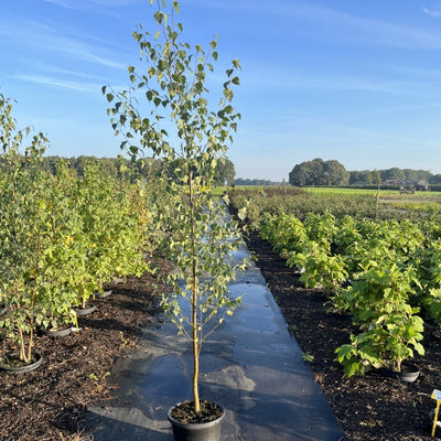 Ruwe Berk | Betula pendula