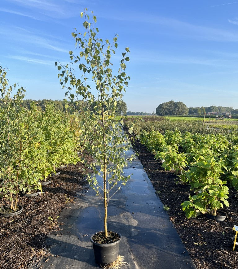 Ruwe Berk | Betula pendula
