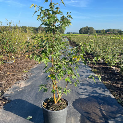 Betula pendula 'Laciniata' | Berk