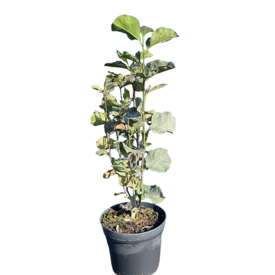 Beverboom | Magnolia 'Genie'