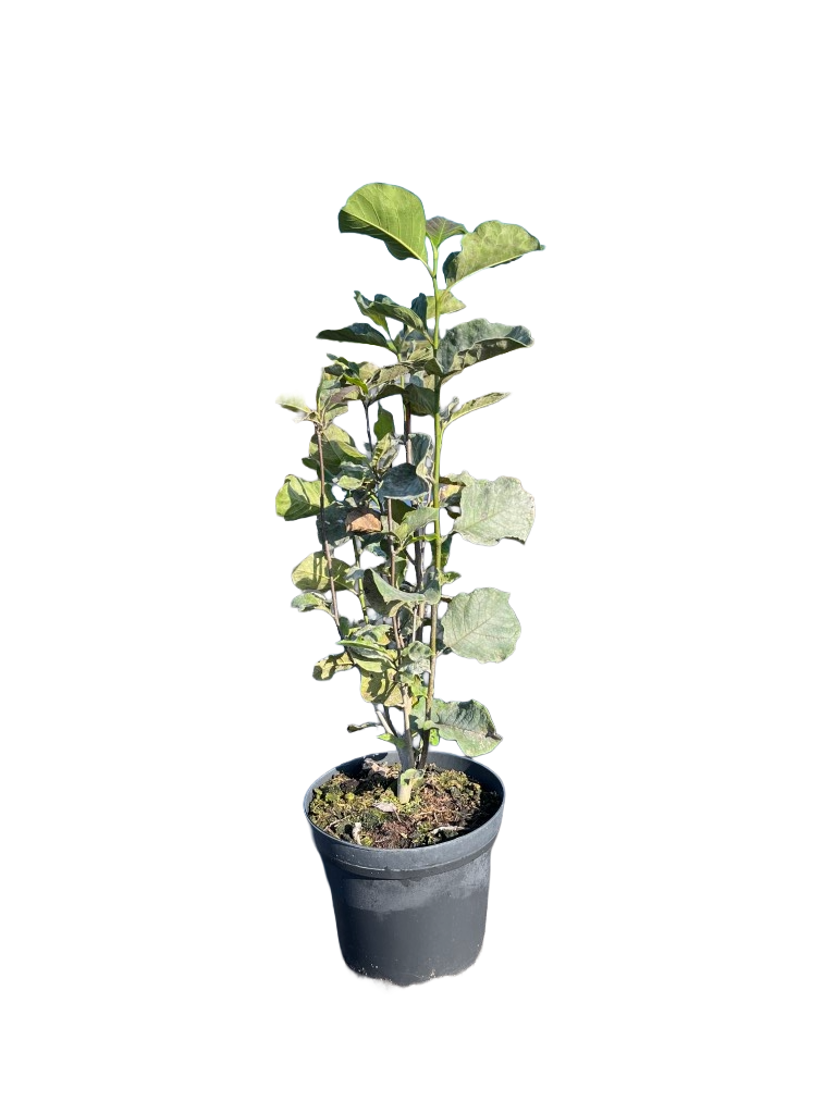 Beverboom | Magnolia 'Genie'