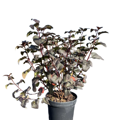 Blaasspirea | Physocarpus opulifolius 'Diable d'Or'