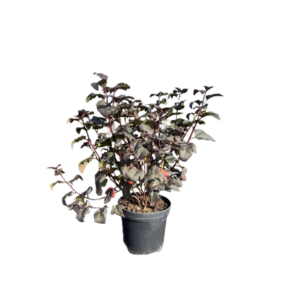 Blaasspirea | Physocarpus opulifolius 'Diable d'Or'