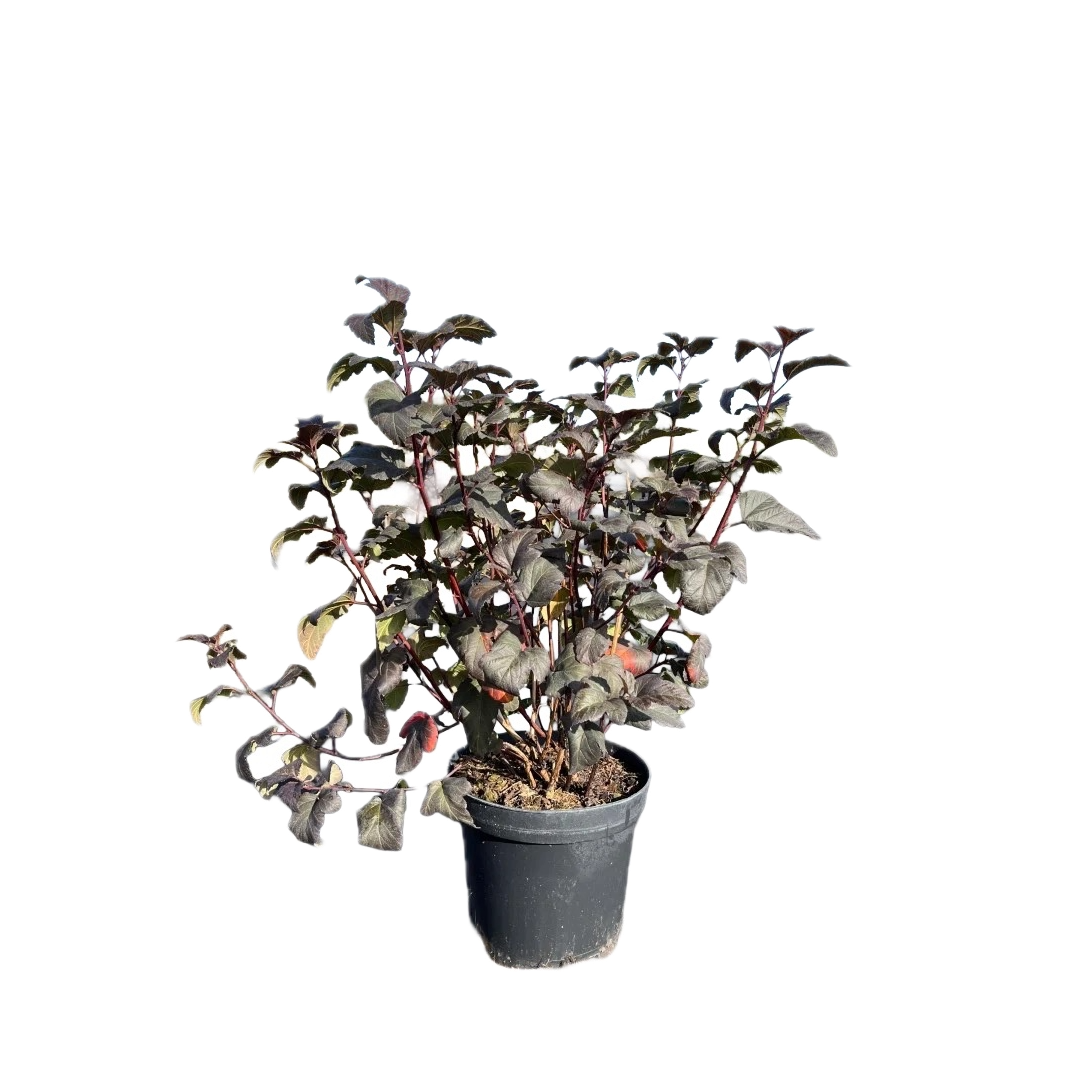 Blaasspirea | Physocarpus opulifolius 'Diable d'Or'