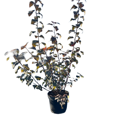 Blaasspirea | Physocarpus opulifolius 'Diabolo'