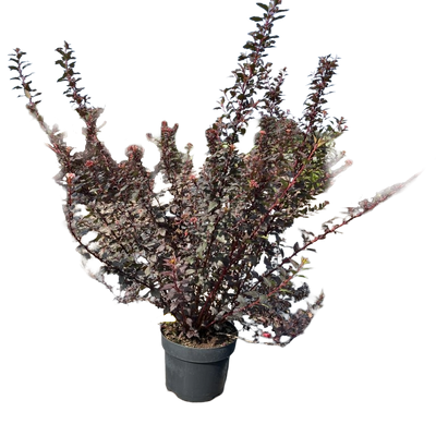 Blaasspirea | Physocarpus opulifolius 'Little Joker'