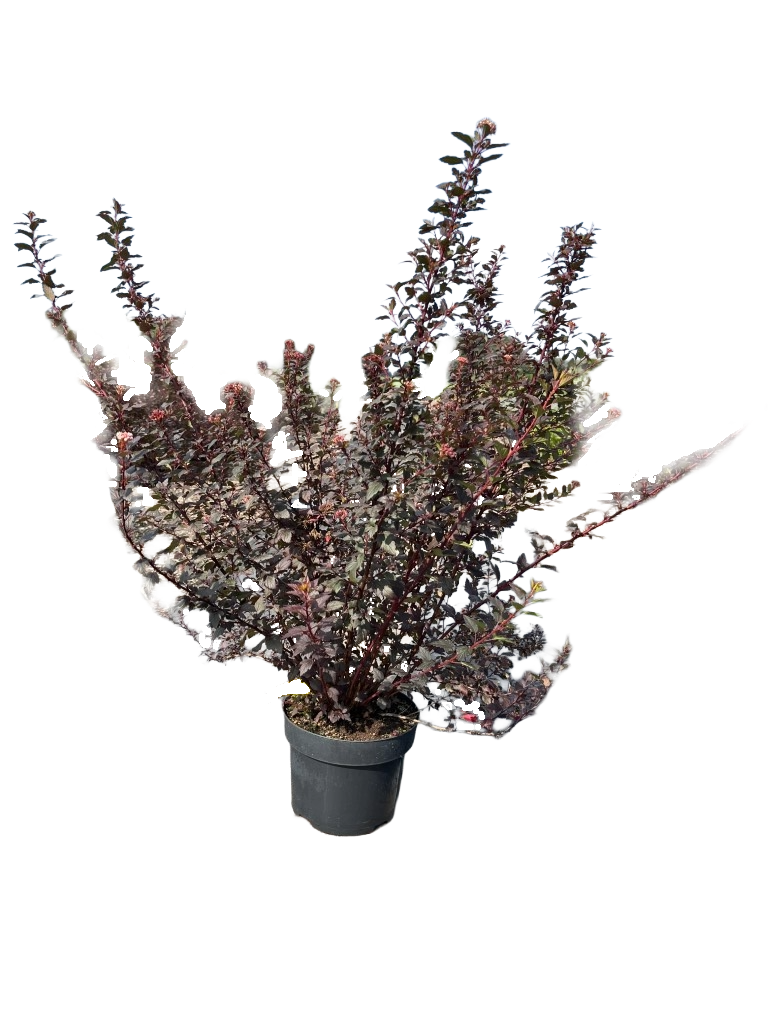 Blaasspirea | Physocarpus opulifolius 'Little Joker'