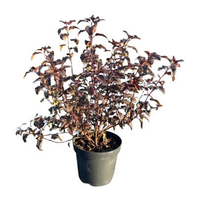 Blaasspirea | Physocarpus opulifolius 'Red Baron'