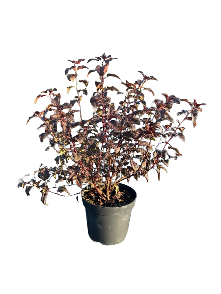 Blaasspirea | Physocarpus opulifolius 'Red Baron'