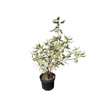 Bonte Kornoelje | Cornus alba 'Elegantissima'