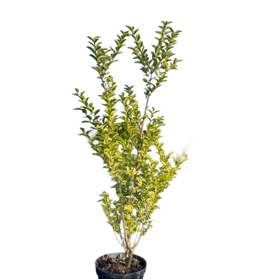 Bonte liguster | Ligustrum ovalifolium 'Aureum'