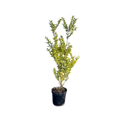 Bonte liguster | Ligustrum ovalifolium 'Aureum'