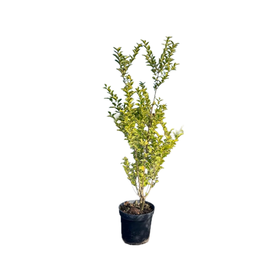 Bonte liguster | Ligustrum ovalifolium 'Aureum'