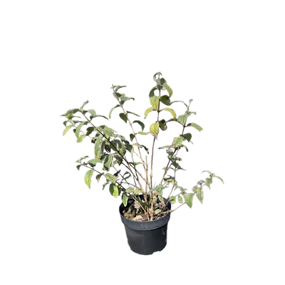 Bruidsbloem | Deutzia hybrida 'Mont Rose'