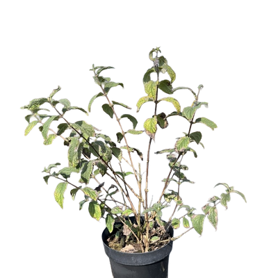 Bruidsbloem | Deutzia hybrida 'Mont Rose'