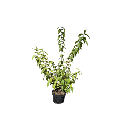 Bruidsbloem | Deutzia hybrida 'Strawberry Fields'