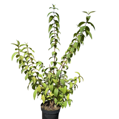 Bruidsbloem | Deutzia hybrida 'Strawberry Fields'