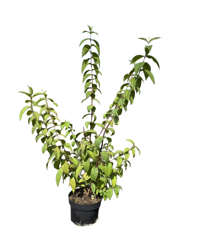 Bruidsbloem | Deutzia hybrida 'Strawberry Fields'