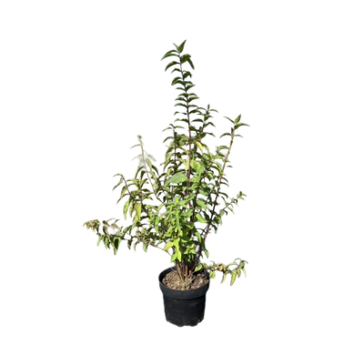 Bruidsbloem | Deutzia scabra 'Plena'