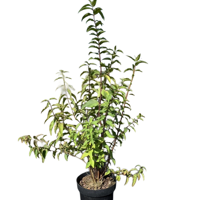 Bruidsbloem | Deutzia scabra 'Plena'