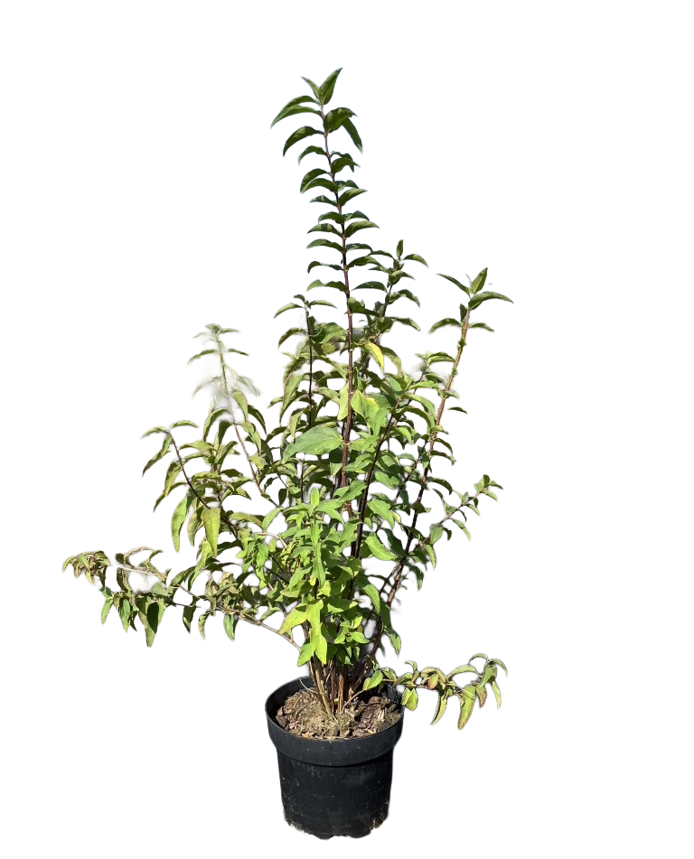 Bruidsbloem | Deutzia scabra 'Plena'