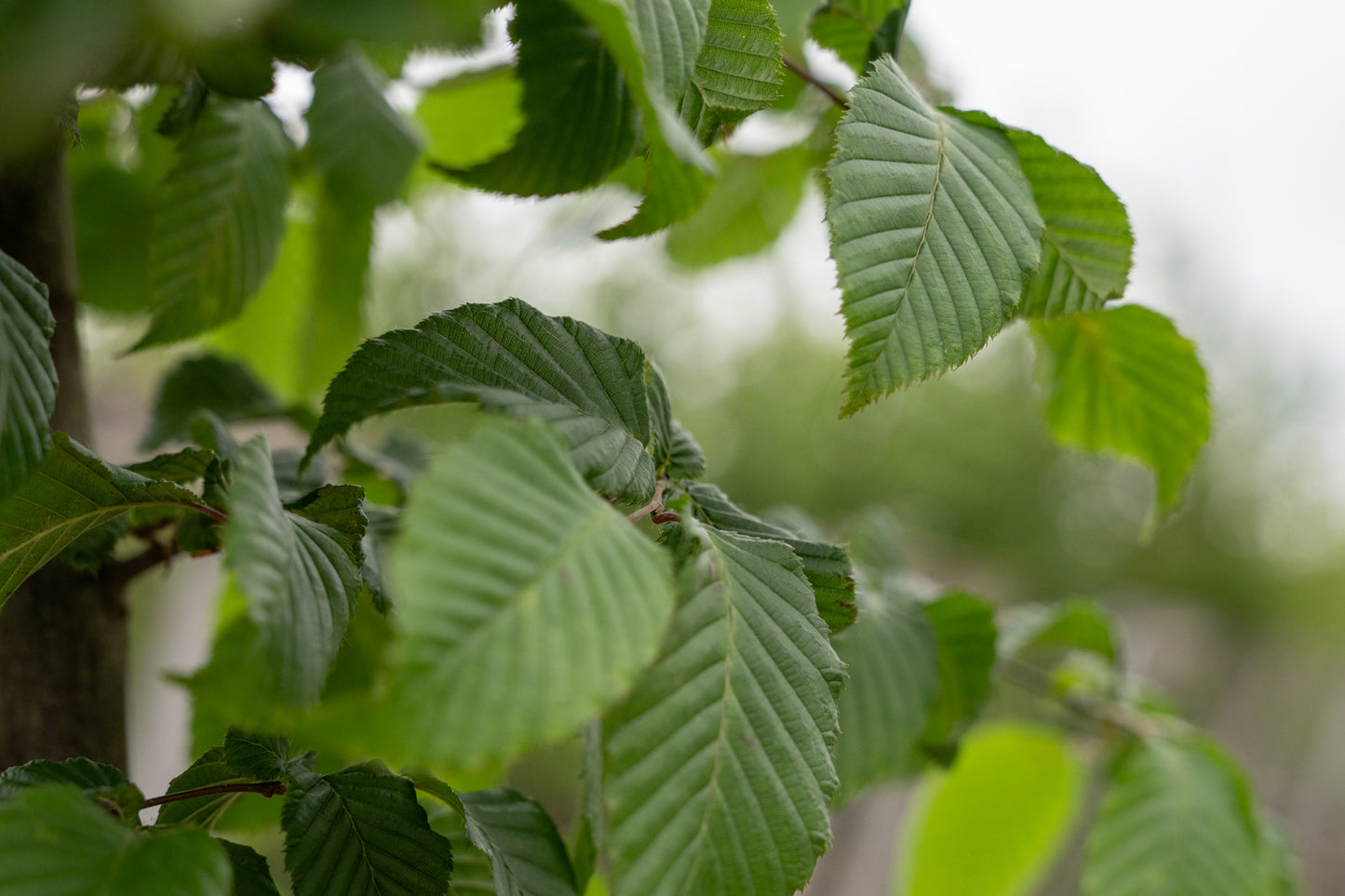 Haagbeuk | Carpinus betulus