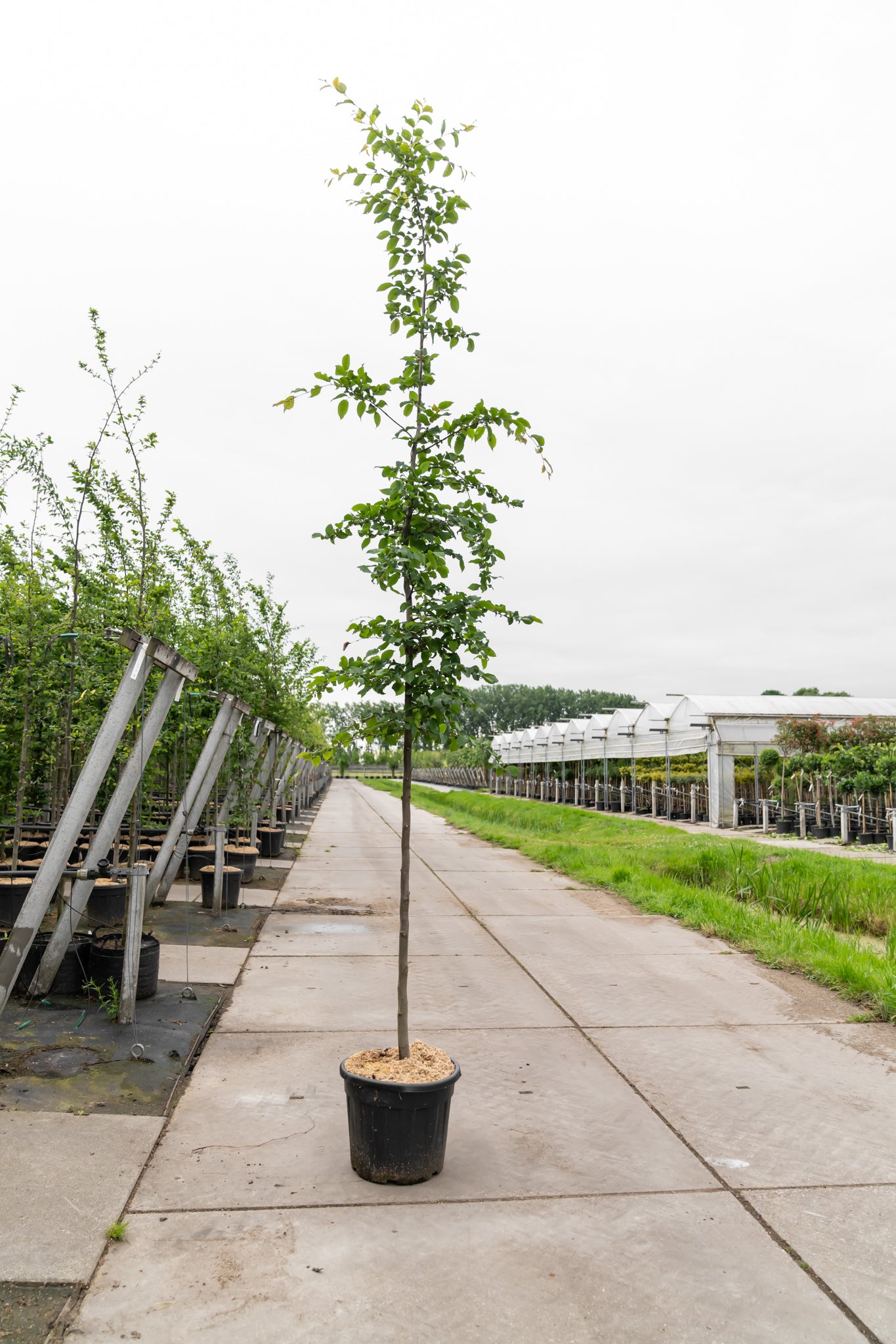 Haagbeuk | Carpinus betulus