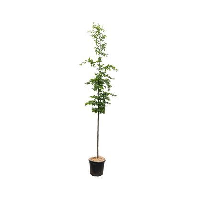 Haagbeuk | Carpinus betulus