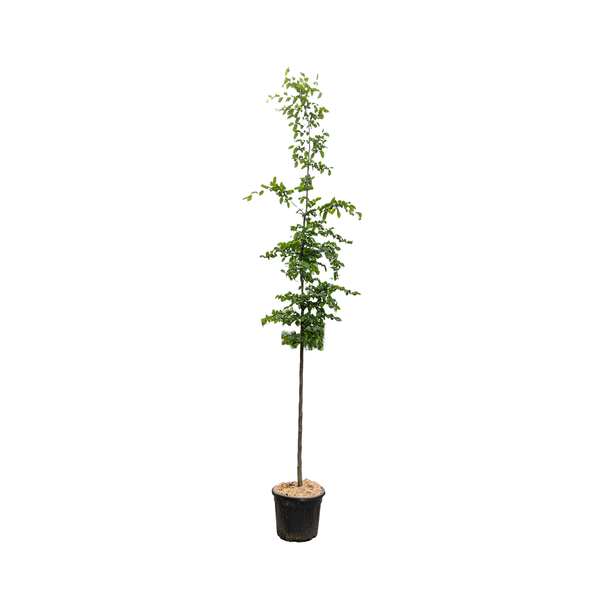 Haagbeuk | Carpinus betulus