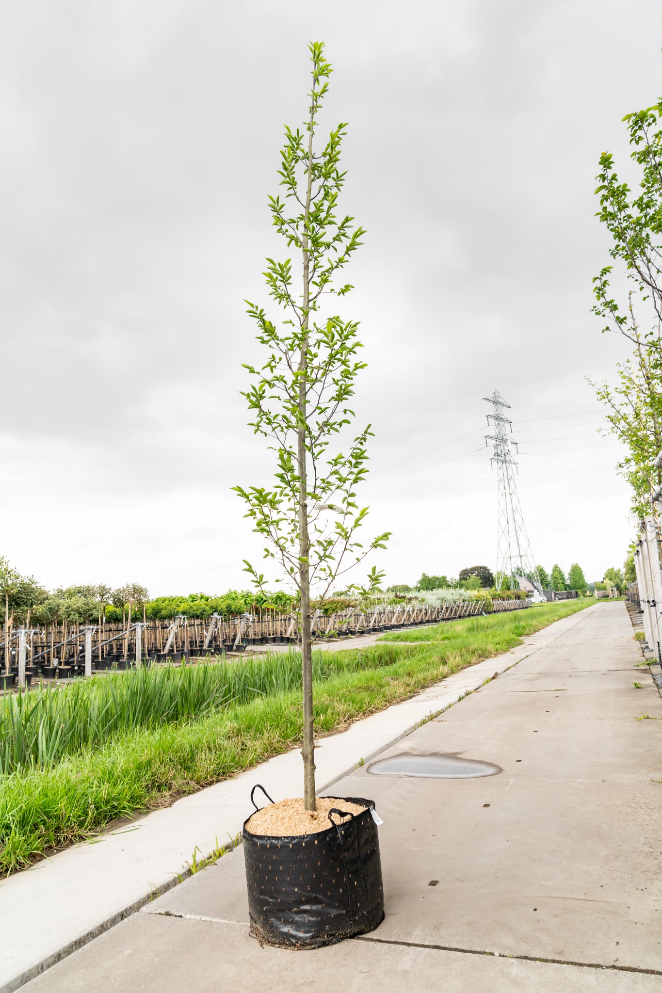 Haagbeuk | Carpinus betulus 'Fastigiata'