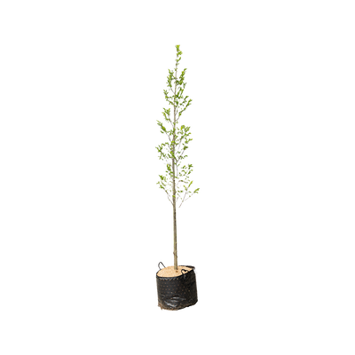 Haagbeuk | Carpinus betulus 'Fastigiata'