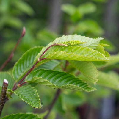 Haagbeuk | Carpinus betulus 'Fastigiata'