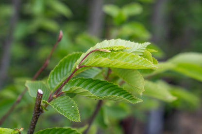Haagbeuk | Carpinus betulus 'Fastigiata'