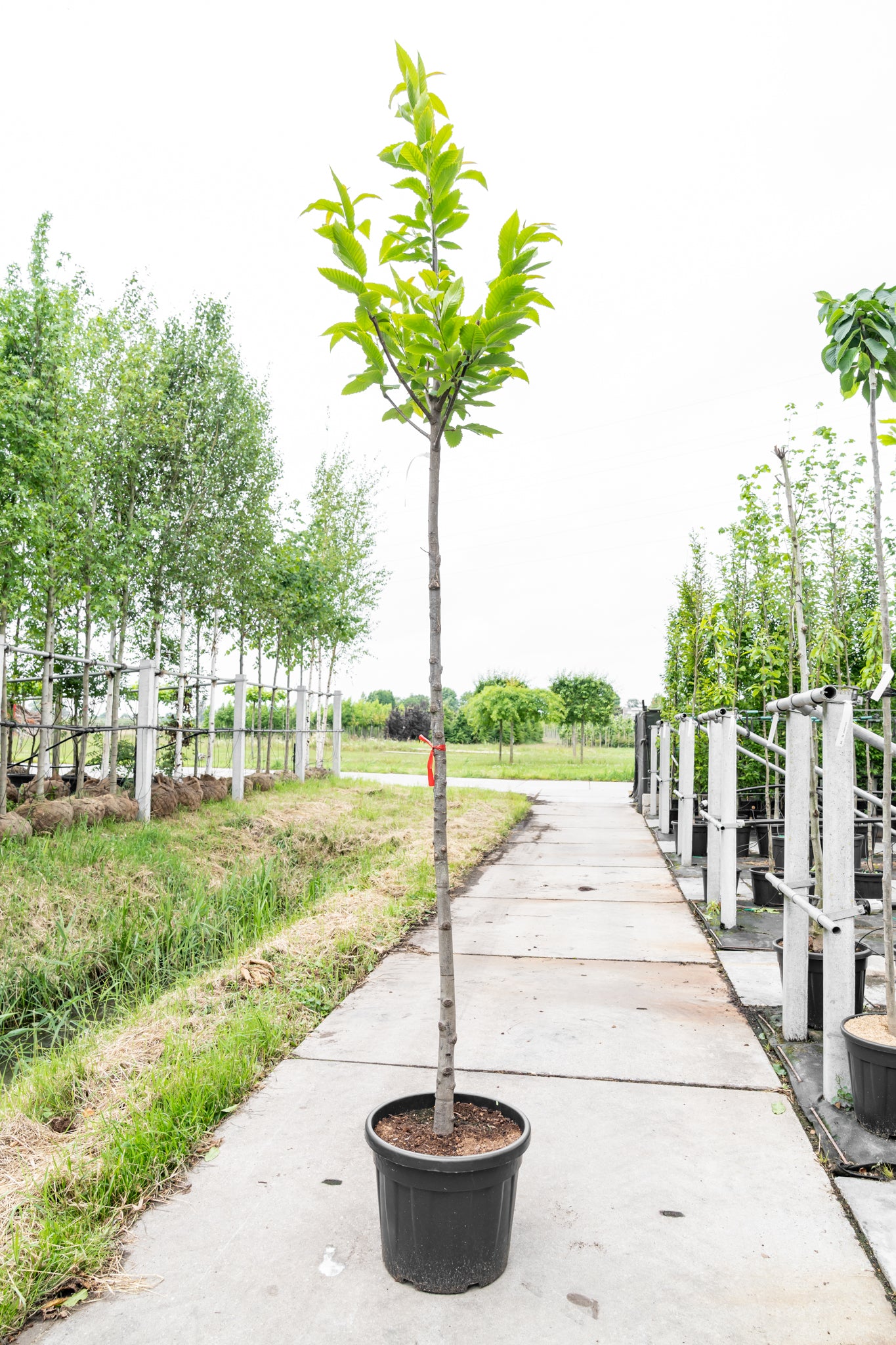 Tamme Kastanje | Castanea sativa
