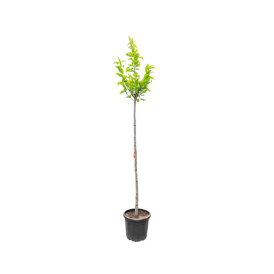 Tamme Kastanje | Castanea sativa