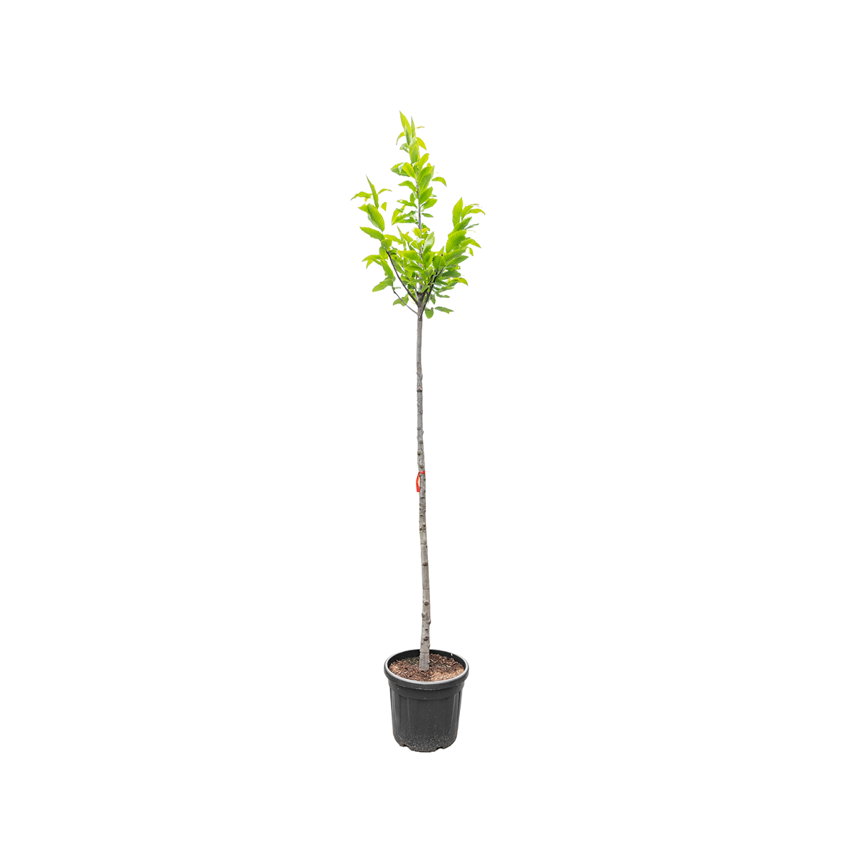 Tamme Kastanje | Castanea sativa