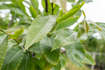 Tamme Kastanje | Castanea sativa