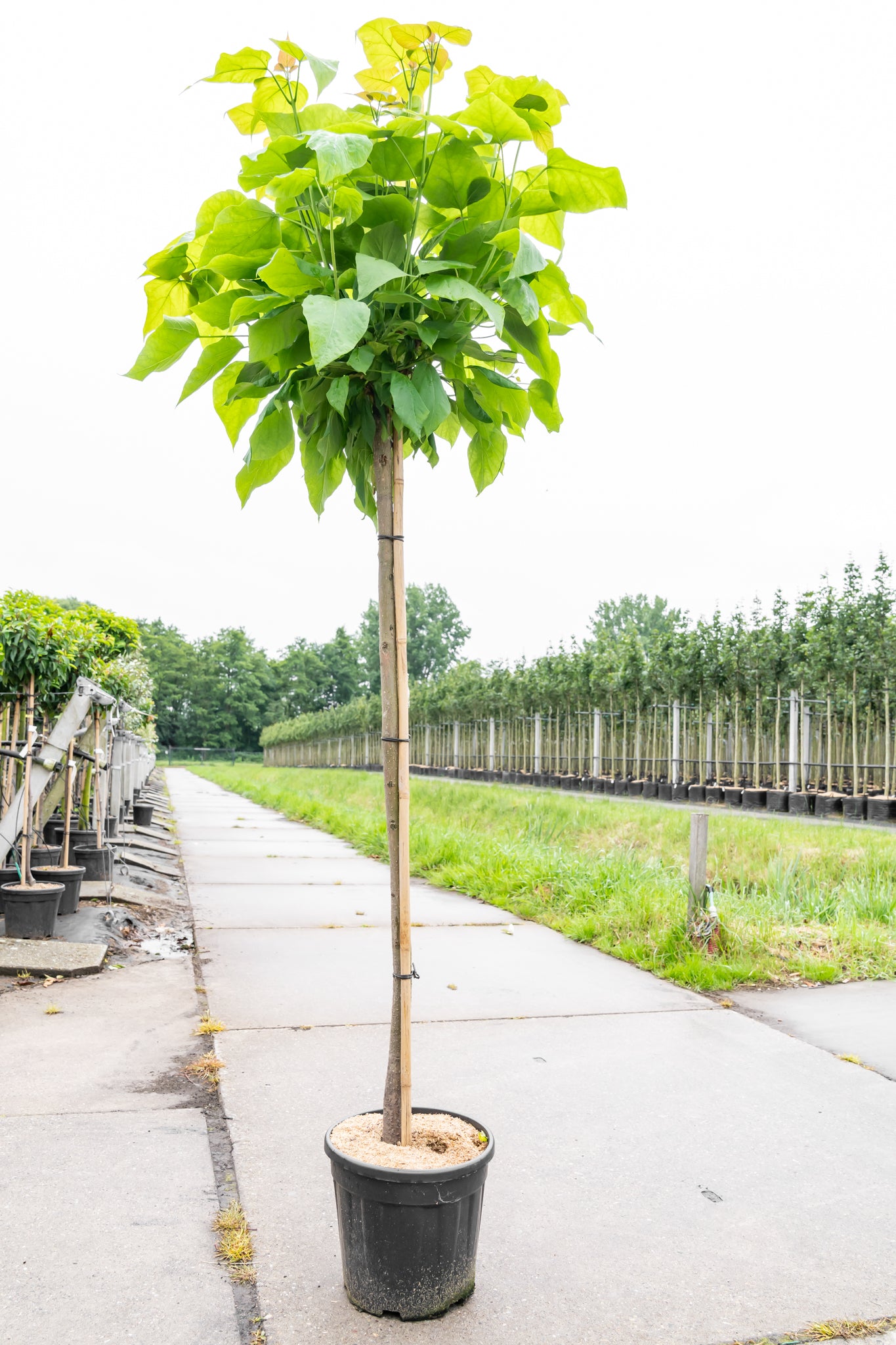 Bolcatalpa | Catalpa bignonioides 'Nana'