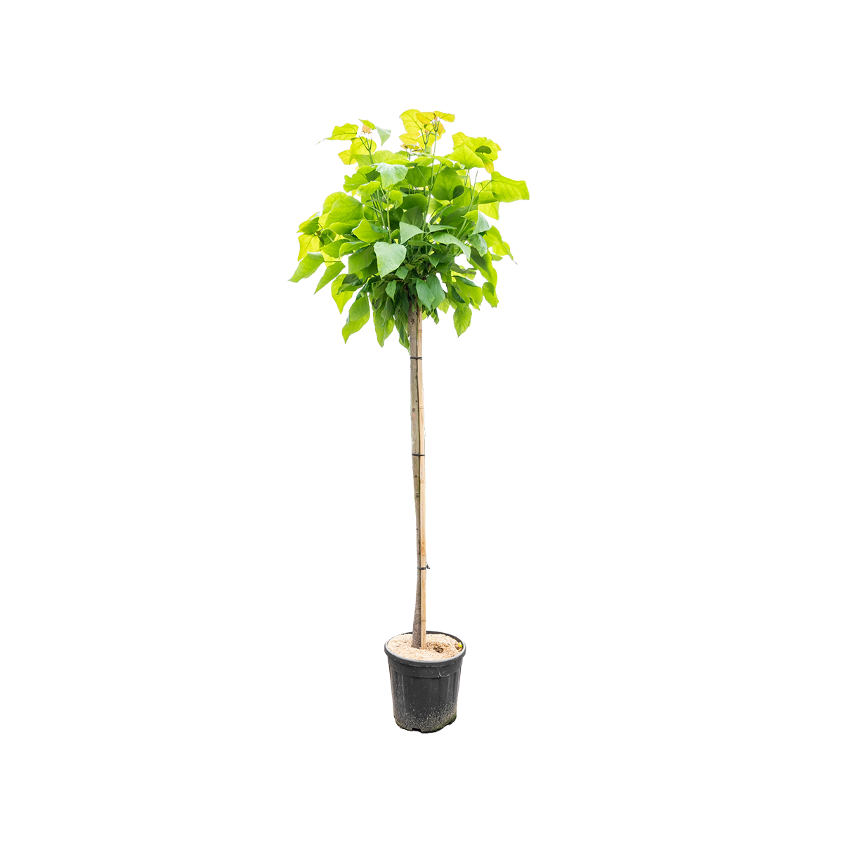 Bolcatalpa | Catalpa bignonioides 'Nana'