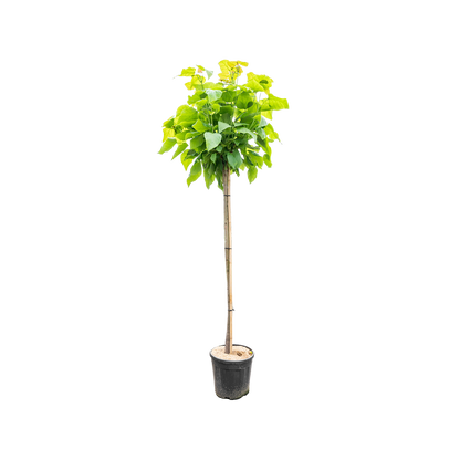 Bolcatalpa | Catalpa bignonioides 'Nana'