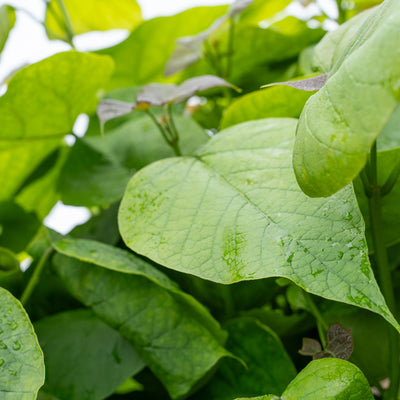 Bolcatalpa | Catalpa bignonioides 'Nana'