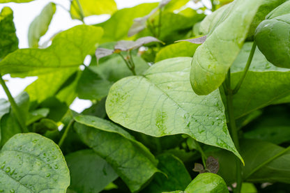 Bolcatalpa | Catalpa bignonioides 'Nana'