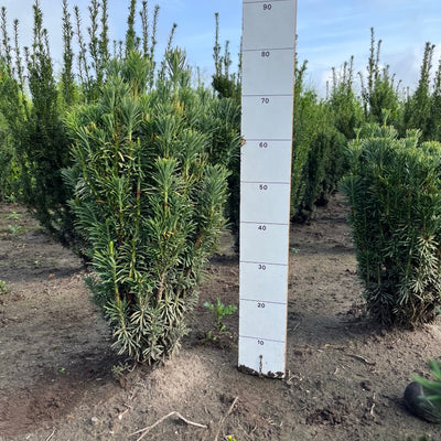 Knoptaxus | Cephalotaxus harringtonii 'Fastigiata'