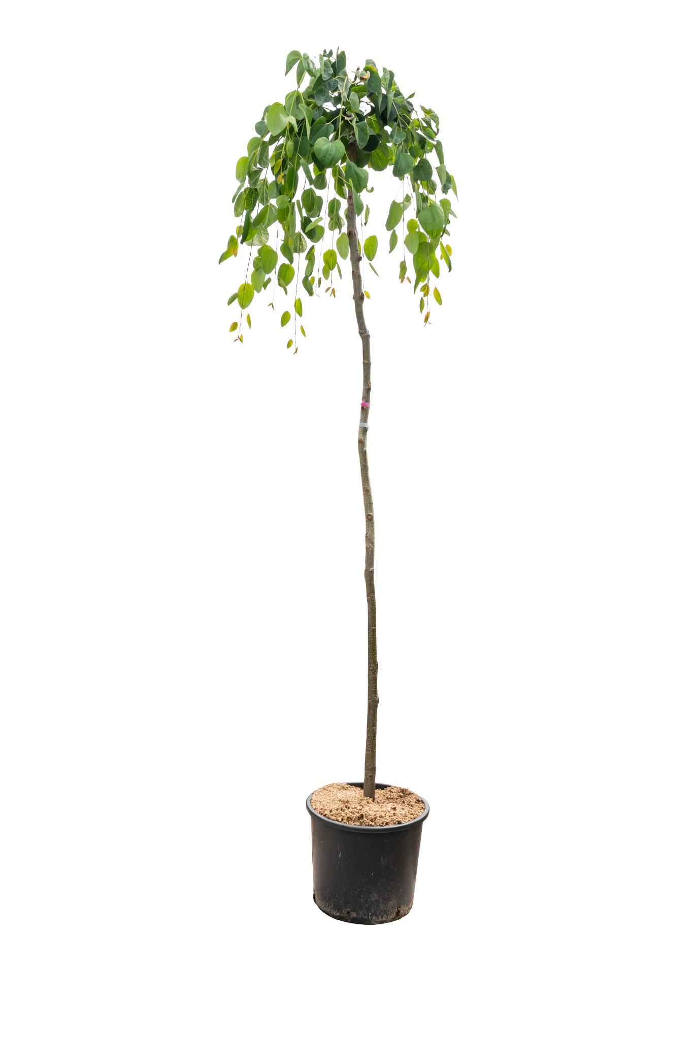 Treur goudenregen | Laburnum alpinum 'Pendulum'