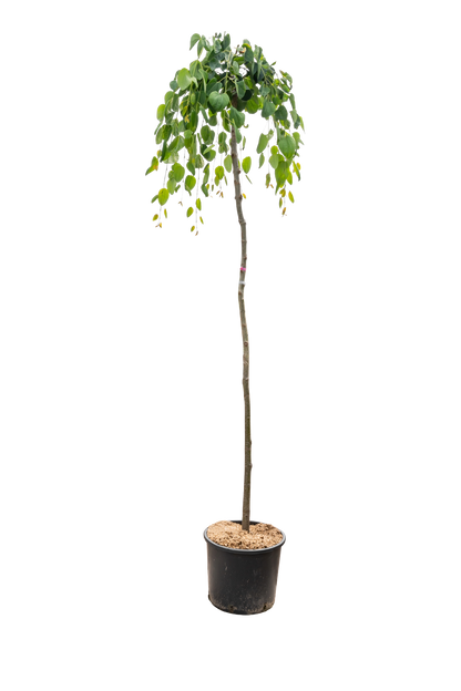 Treur goudenregen | Laburnum alpinum 'Pendulum'